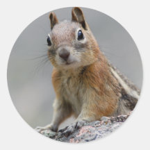 Eichhörnchen Runder Sticker