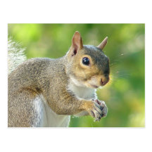 Eichhörnchen-Tier-Postkarte