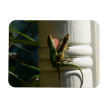 Eidechsen in der Liebe Flexibler Magnet