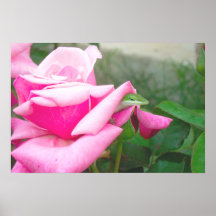 Eidechsen-Plakat 02