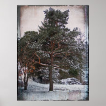 Eigenwillige Kiefer Poster