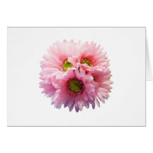 Ein Bündel rosa Gänseblümchen Grußkarten