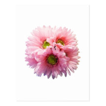 Ein Bündel rosa Gänseblümchen Postkarte