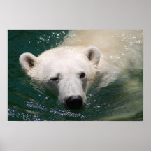 Ein gerade kühlender Eisbär Plakatdruck