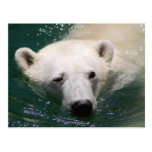 Ein gerade kühlender Eisbär Postkarte