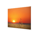 Ein Giraffenpaar geht in den Sonnenuntergang, here Leinwand Drucke