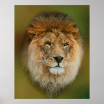 Ein majestätischer Löwe Plakat