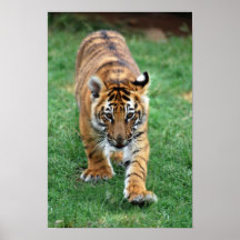 Ein niedlicher Babytiger Plakat