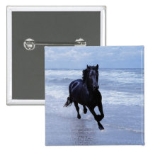 Ein Pferd wild und frei Button