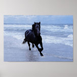 Ein Pferd wild und frei Plakatdruck