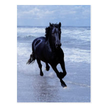 Ein Pferd wild und frei Postkarte