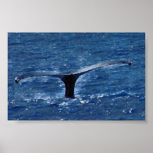 Ein Plattfisch der Natur Plakate