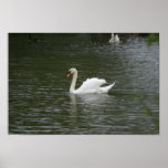 Ein reizender weißer Schwan-Druck Posterdruck