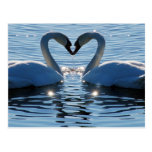 Ein Schwan-Herz-Kuss, Reflexionen der Liebe Postkarte