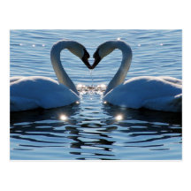Ein Schwan-Herz-Kuss, Reflexionen der Liebe Postkarte