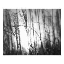 Ein Schwarzweiss-Foto des hohen Grases am Sonnenun