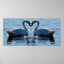Ein Schwimmen-Schwan-Herz-Kuss, Reflexionen der Li Plakatdruck
