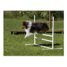 Ein Sheltie klärt das Bar Postkarten