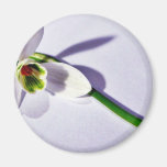 Ein Single Snowdrop auf der Tabelle Magnete
