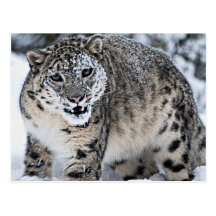 Ein verärgerter Schnee-Leopard Postkarte