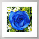 Eine blaue Rose Poster