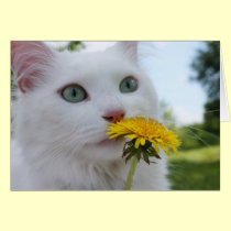 Eine Blume für Sie! karten