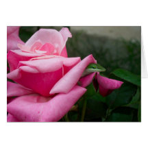 Eine Eidechse auf einer Rosen-Gruß-Karte 02