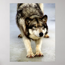 Eine große Wolf-Ausdehnung Plakat