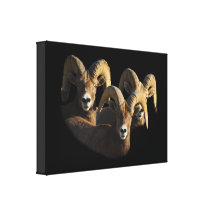 Eine Gruppe RAMs Leinwand Druck
