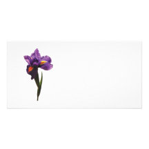 Eine lila Iris Foto Karten
