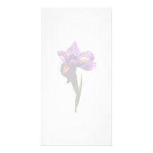 Eine lila Iris Individuelle Foto Karten