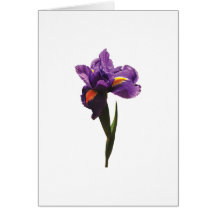 Eine lila Iris Karte