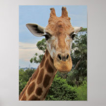 Eine reizend Giraffe Posterdruck