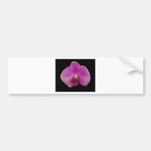 Eine reizende empfindliche violette Blume Autoaufkleber