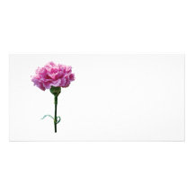 Eine rosa Gartennelke Fotokartenvorlagen