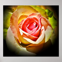 Eine Rose für Dich Plakatdrucke