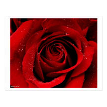 Eine Rose in der Blüten-Postkarte
