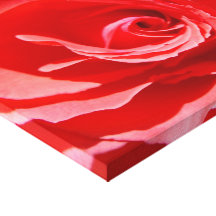 EINE ROSE IST EINE ROSE… GESPANNTER GALERIEDRUCK