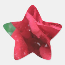 Eine Rote Rose Sticker