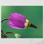 Eine Schießenstern-Blume gegen Grün Flyer