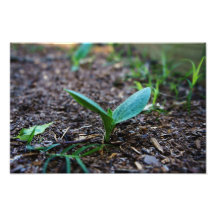 Eine Sojabohnensprosse Kunst Photo