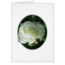 Eine weiße Rose Karte