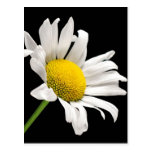 Einfache Gänseblümchen-Postkarte