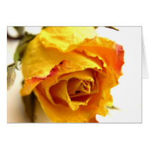 Einfache Rose Grußkarte