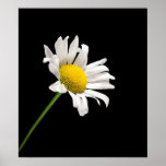 Einfaches Gänseblümchen-Plakat