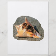 Einsiedler-Krabbe auf dem Sand, der aus Muschel he Flyer Druck