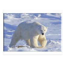 EISBÄR 1 POSTKARTEN