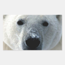 Eisbär Aufkleber