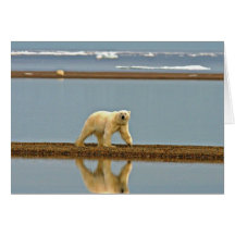 Eisbär, der entlang die Küste geht Grußkarten