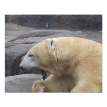 Eisbär-Gegähne-Druck Fotodrucke